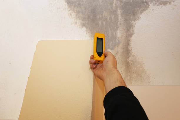 Best Crawl Space Mold Remediation  in Willow, AK