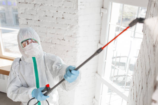 Best Mold-Related Health Consultation  in Willow, AK