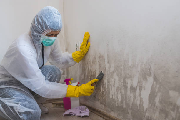 Best Basement Mold Removal  in Willow, AK