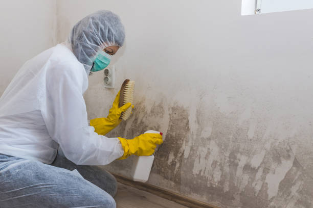 Mold Odor Removal Services in Willow, AK