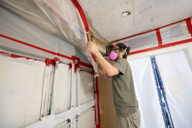 Forensic Mold Investigation in Willow, AK