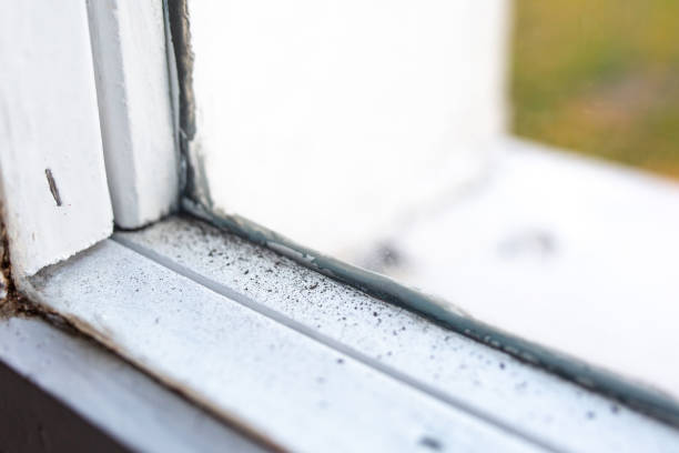 Best Mold Damage Restoration  in Willow, AK