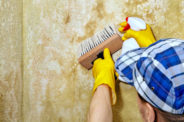 Best Indoor Air Quality Assessment  in Willow, AK