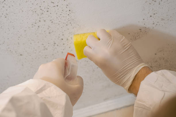 Best Mold Remediation for Healthcare Facilities  in Willow, AK