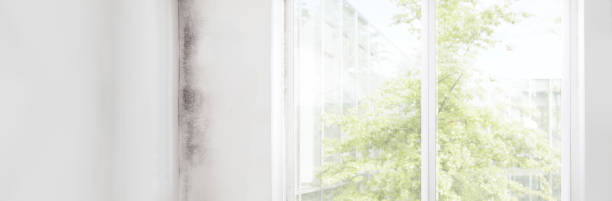 Best Real Estate Mold Inspection  in Willow, AK