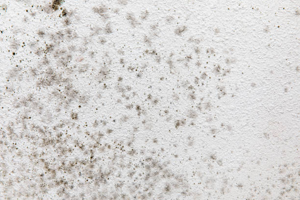 Best HVAC Mold Inspection and Cleaning  in Willow, AK