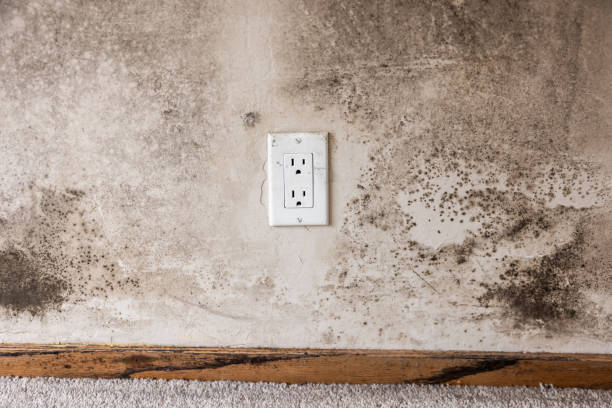 Best Environmental Consulting for Mold Prevention  in Willow, AK