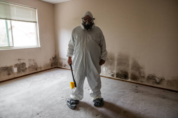 Best Asbestos and Lead Testing During Mold Inspection  in Willow, AK