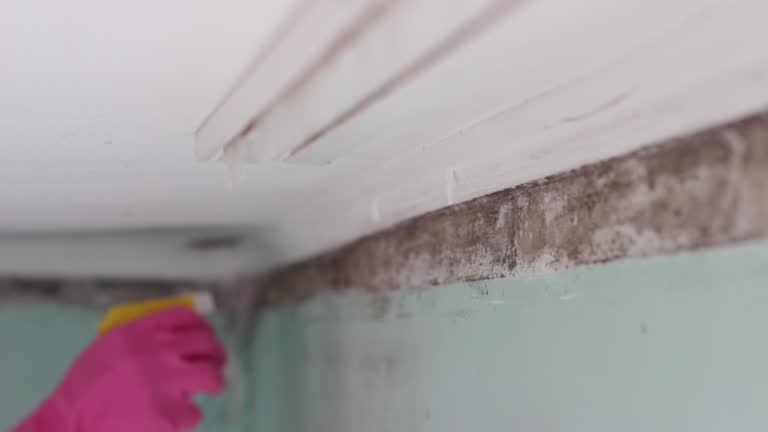Best Biohazard Mold Removal  in Willow, AK