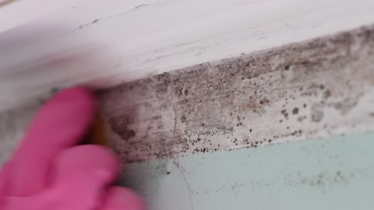 Willow, AK Mold Removal Company